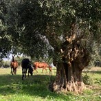 Una fuga dalla città e scoprire il Parco della Maremma tra campagna e mare